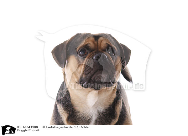 Puggle Portrait / RR-41388