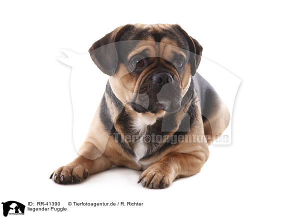 liegender Puggle / lying Puggle / RR-41390