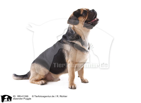 sitzender Puggle / RR-41396