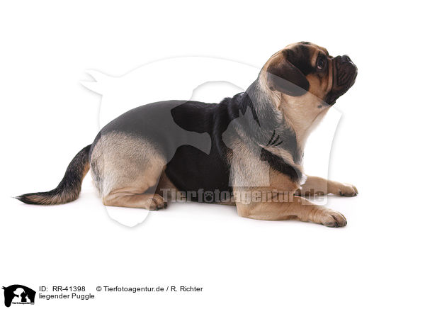 liegender Puggle / lying Puggle / RR-41398