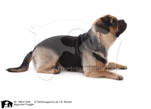 liegender Puggle / RR-41398