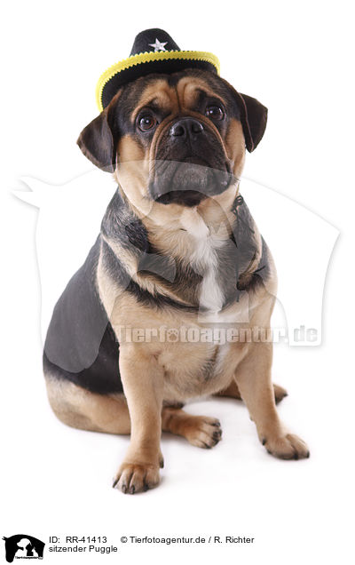 sitzender Puggle / RR-41413
