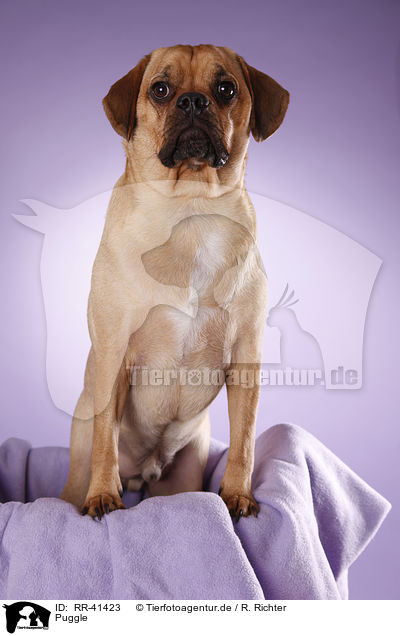 Puggle / Puggle / RR-41423