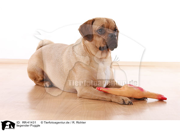 liegender Puggle / lying Puggle / RR-41431