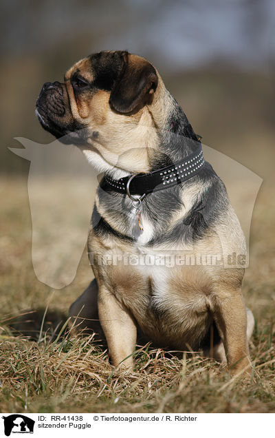 sitzender Puggle / RR-41438