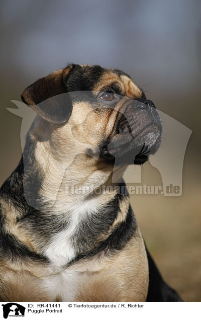 Puggle Portrait / Puggle Portrait / RR-41441