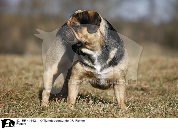 Puggle / Puggle / RR-41442