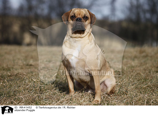 sitzender Puggle / sitting Puggle / RR-41452