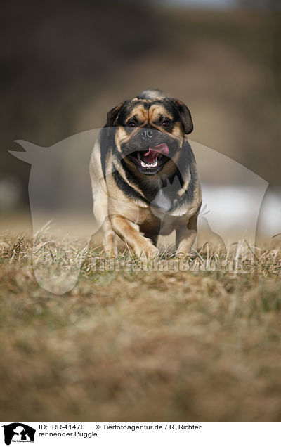 rennender Puggle / running Puggle / RR-41470