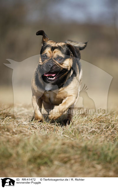 rennender Puggle / running Puggle / RR-41472