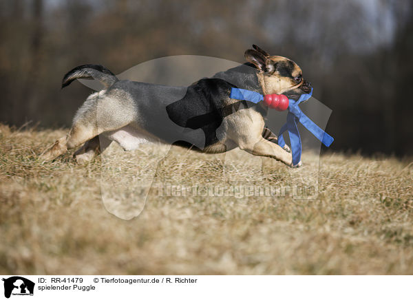 spielender Puggle / RR-41479