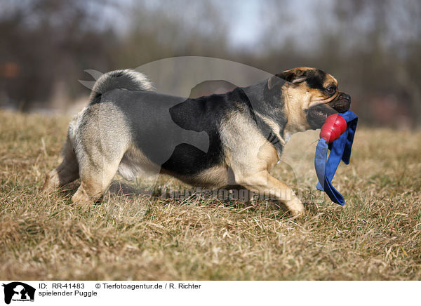 spielender Puggle / RR-41483