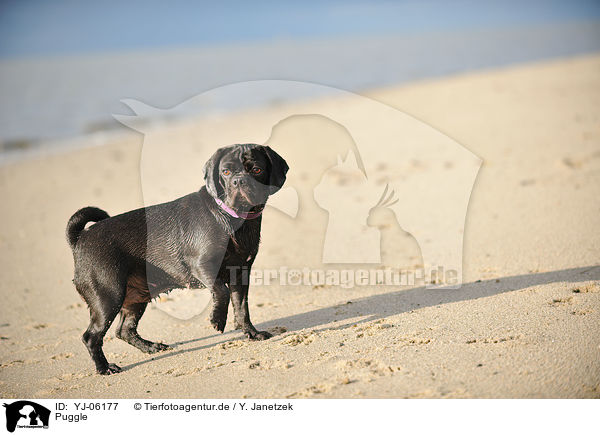 Puggle / YJ-06177