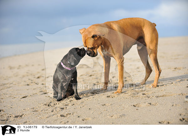 2 Hunde / YJ-06179