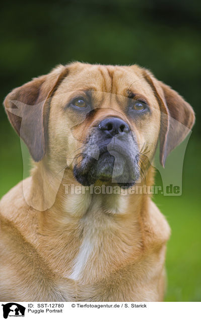 Puggle Portrait / SST-12780
