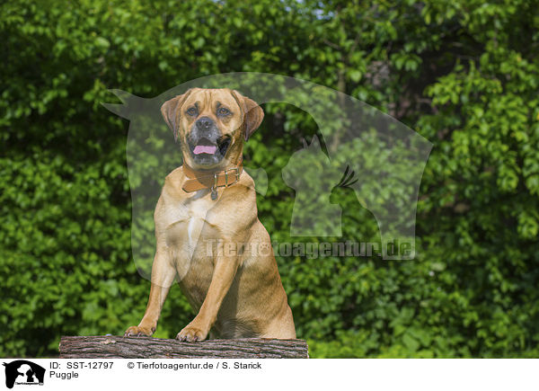 Puggle / Puggle / SST-12797
