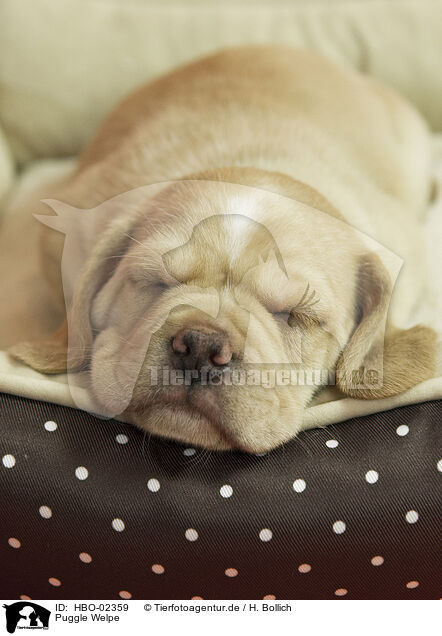 Puggle Welpe / Puggle Puppy / HBO-02359