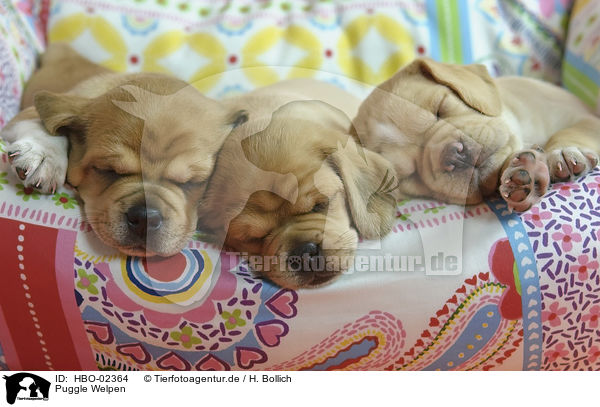 Puggle Welpen / Puggle Puppies / HBO-02364