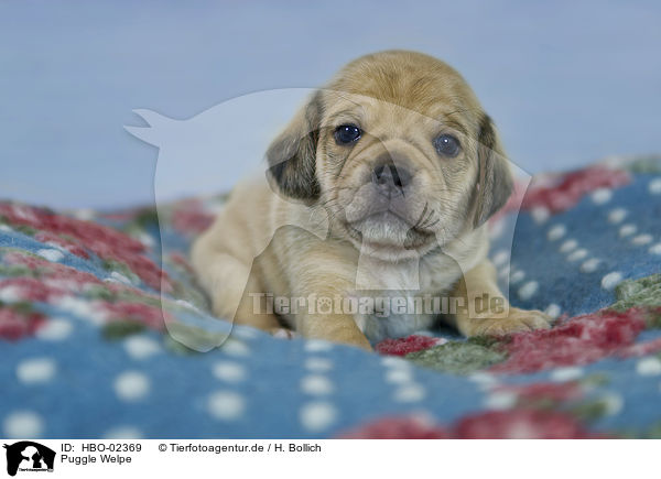 Puggle Welpe / Puggle Puppy / HBO-02369