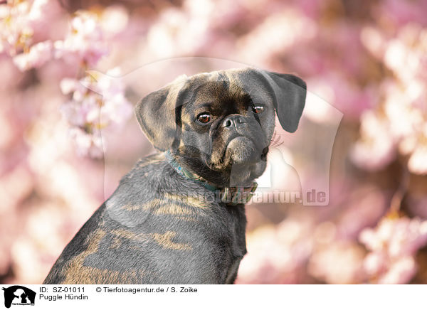 Puggle Hndin / female Puggle / SZ-01011