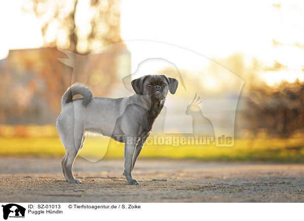 Puggle Hndin / SZ-01013