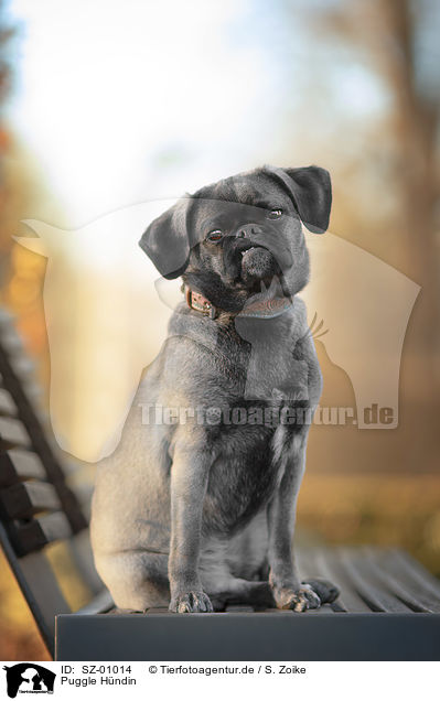 Puggle Hndin / female Puggle / SZ-01014