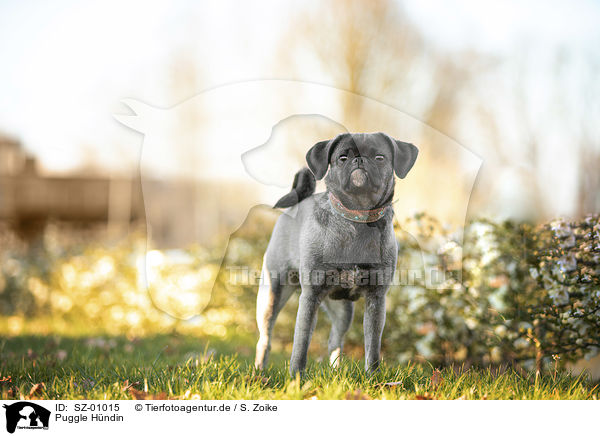Puggle Hndin / female Puggle / SZ-01015