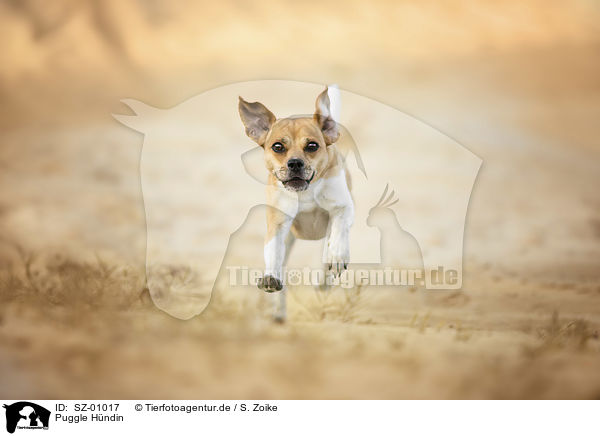 Puggle Hndin / female Puggle / SZ-01017