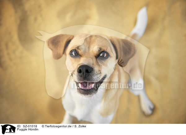 Puggle Hndin / female Puggle / SZ-01018