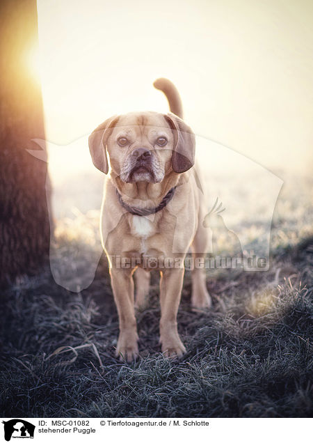 stehender Puggle / MSC-01082