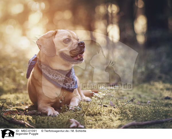 liegender Puggle / lying Puggle / MSC-01091