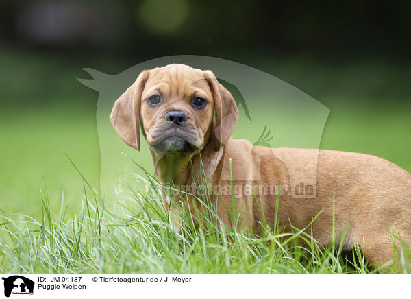 Puggle Welpen / JM-04187