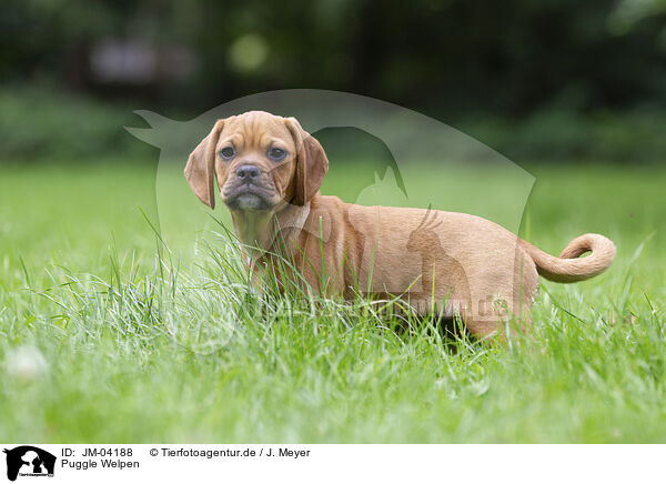 Puggle Welpen / JM-04188