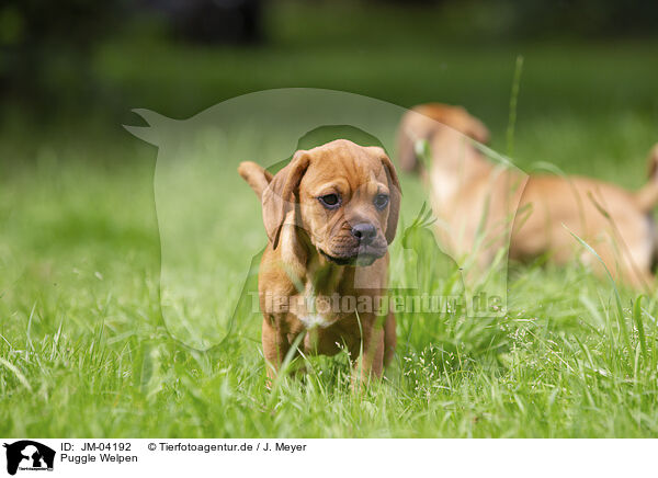 Puggle Welpen / Puggle Puppies / JM-04192