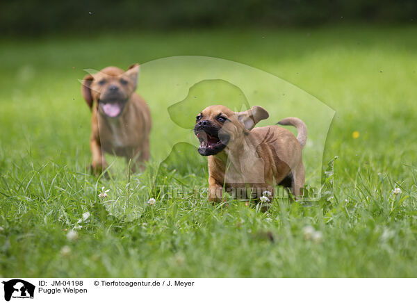 Puggle Welpen / Puggle Puppies / JM-04198
