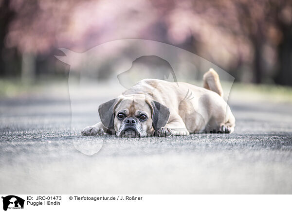 Puggle Hndin / JRO-01473