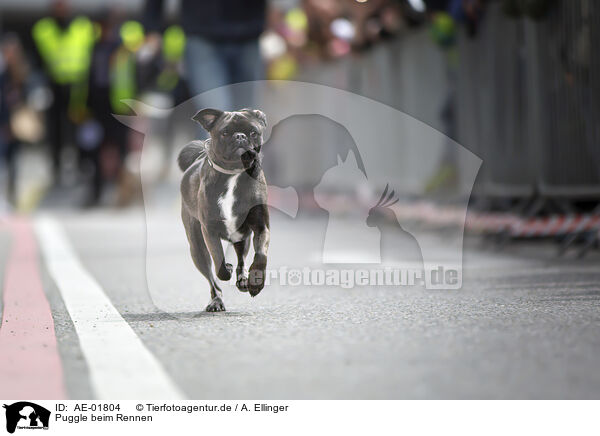 Puggle beim Rennen / AE-01804