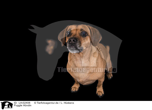 Puggle Hndin / LH-02406