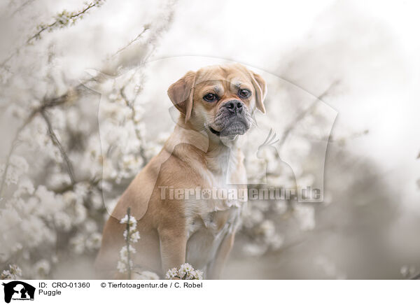 Puggle / Puggle / CRO-01360