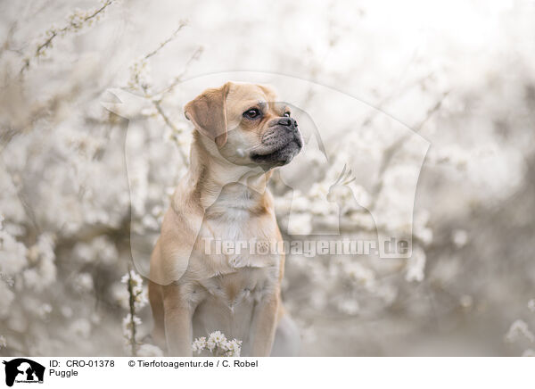 Puggle / Puggle / CRO-01378