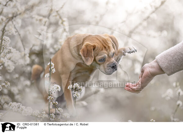 Puggle / Puggle / CRO-01381