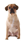 sitzender Puggle