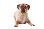 liegender Puggle