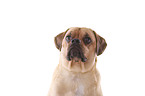 Puggle Portrait