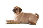 liegender Puggle