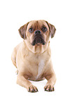 liegender Puggle