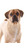 Puggle Portrait