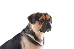 Puggle Portrait