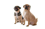 2 Puggles