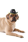 liegender Puggle